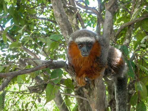 Canvas Print Close up monkey in Monkey island in Peru Amazon city Iquitos