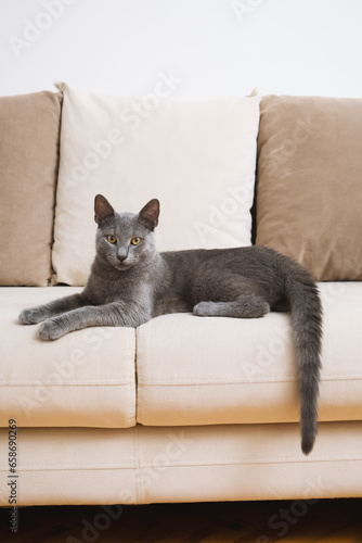 Fototapeta Naklejka Na Ścianę i Meble -  Restful Blue Russian Cat on Beige Couch