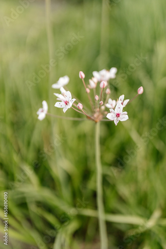 Beautiful white wildflowers close up on a background of green grass. Summer background with flowers and green grass on a sunny summer day