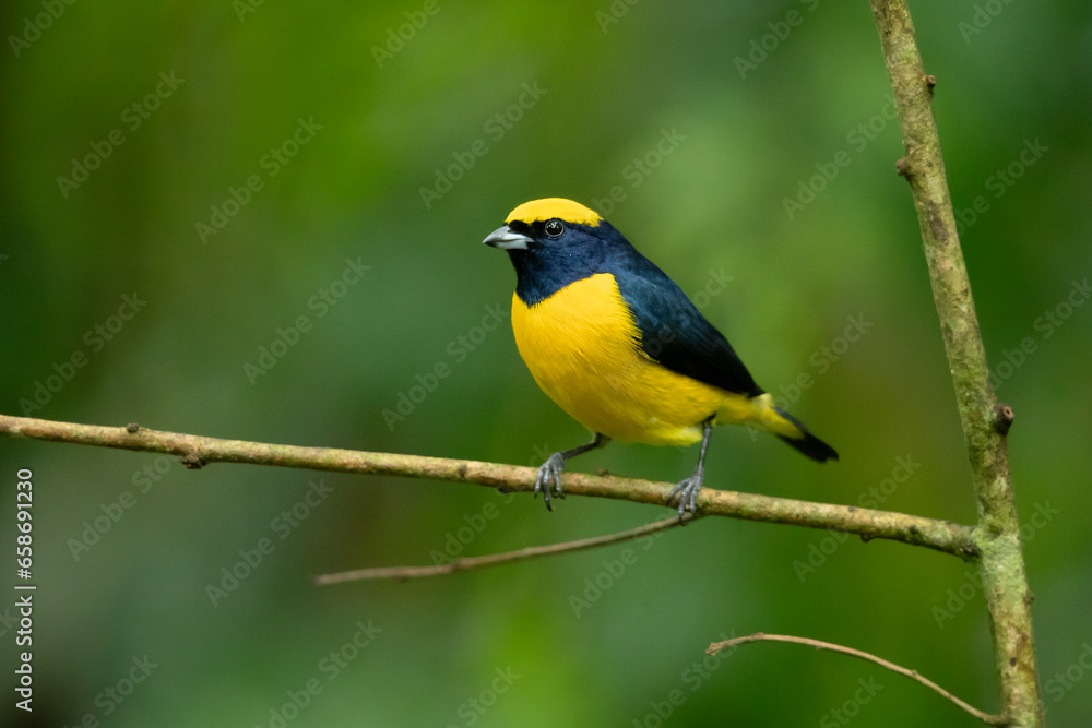 Yellow-crowned euphonia (Euphonia luteicapilla) is a species of bird in the family Fringillidae. It is found in Costa Rica, Nicaragua, and Panama, and is perhaps the most common euphonia in its range. Yellow-crowned euphonia (Euphonia luteicapilla) is a species of bird in the family Fringillidae. It is found in Costa Rica, Nicaragua, and Panama, and is perhaps the most common euphonia in its range.