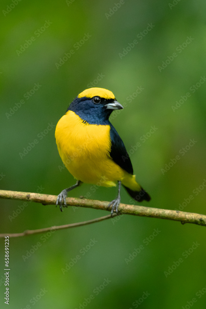 Yellow-crowned euphonia (Euphonia luteicapilla) is a species of bird in the family Fringillidae. It is found in Costa Rica, Nicaragua, and Panama, and is perhaps the most common euphonia in its range. Yellow-crowned euphonia (Euphonia luteicapilla) is a species of bird in the family Fringillidae. It is found in Costa Rica, Nicaragua, and Panama, and is perhaps the most common euphonia in its range.