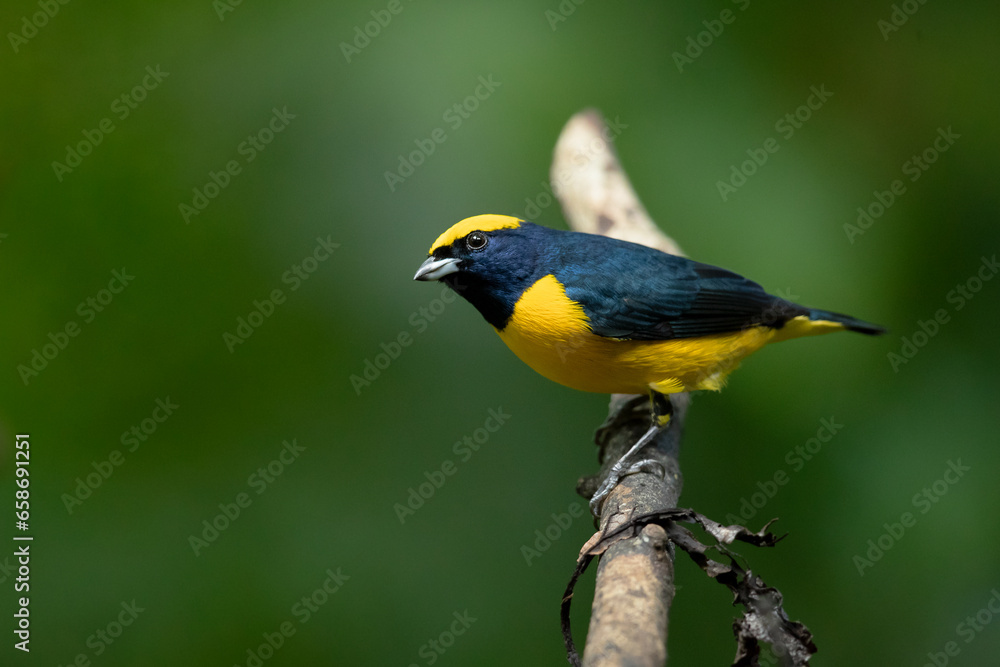 Yellow-crowned euphonia (Euphonia luteicapilla) is a species of bird in the family Fringillidae. It is found in Costa Rica, Nicaragua, and Panama, and is perhaps the most common euphonia in its range. Yellow-crowned euphonia (Euphonia luteicapilla) is a species of bird in the family Fringillidae. It is found in Costa Rica, Nicaragua, and Panama, and is perhaps the most common euphonia in its range.
