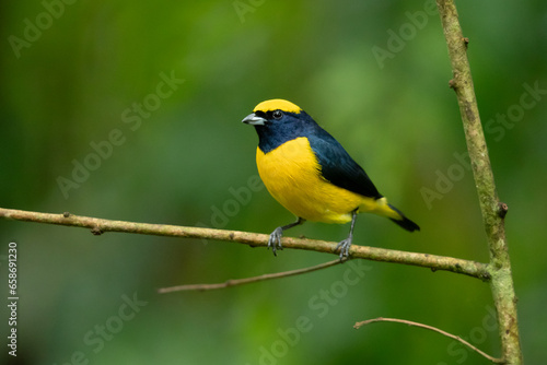 Yellow-crowned euphonia (Euphonia luteicapilla) is a species of bird in the family Fringillidae. It is found in Costa Rica, Nicaragua, and Panama, and is perhaps the most common euphonia in its range. © Milan