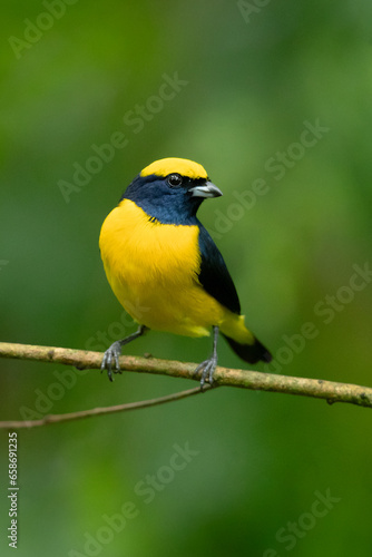 Yellow-crowned euphonia (Euphonia luteicapilla) is a species of bird in the family Fringillidae. It is found in Costa Rica, Nicaragua, and Panama, and is perhaps the most common euphonia in its range.