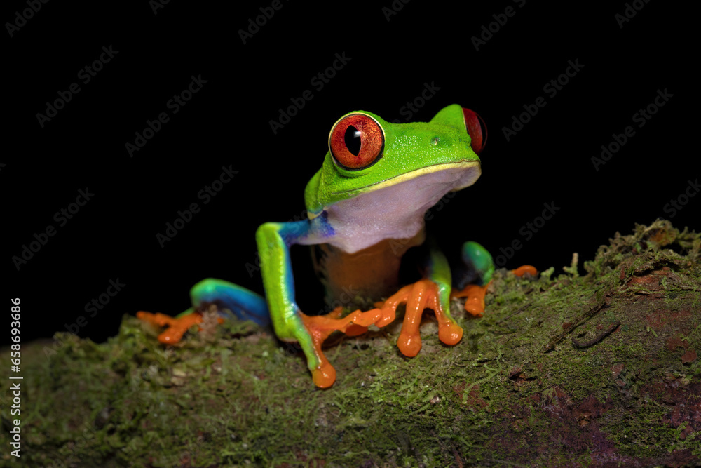 Fototapeta premium Agalychnis callidryas, commonly known as the red-eyed tree frog, is a species of frog in the subfamily Phyllomedusinae. It is native to forests from Central America