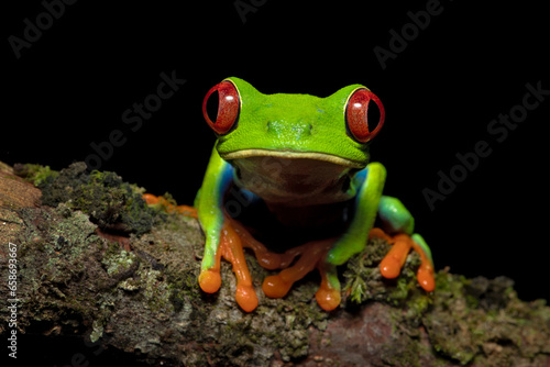 Agalychnis callidryas, commonly known as the red-eyed tree frog, is a species of frog in the subfamily Phyllomedusinae. It is native to forests from Central America photo