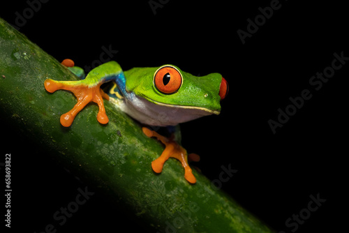 Agalychnis callidryas, commonly known as the red-eyed tree frog, is a species of frog in the subfamily Phyllomedusinae. It is native to forests from Central America