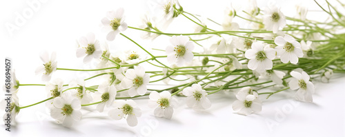 Gipsophila flowers on a white background