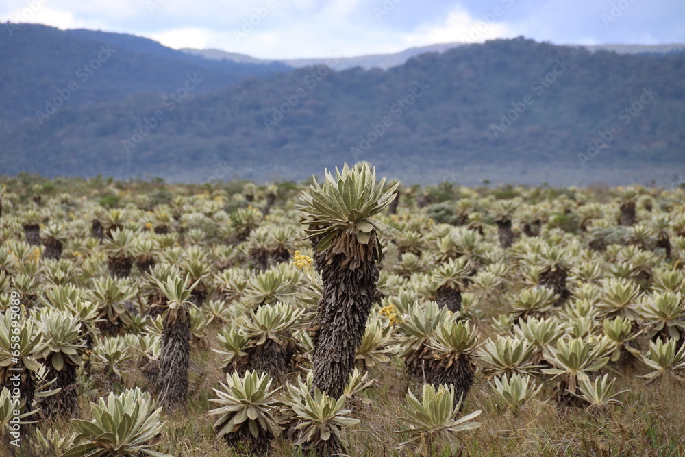 Popayan, Colombia. 16-09-2023. Desert landscape in the Frailejones valley in the Colombian highlands. Popayan, Colombia. 16-09-2023. Desert landscape in the Frailejones valley in the Colombian highlands.