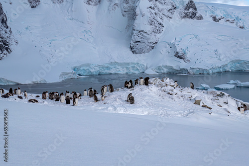 Penguins of Danco island Antarctica