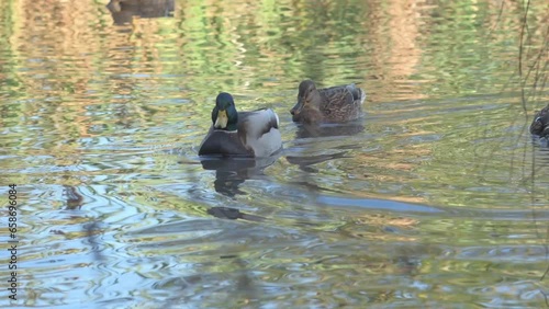 wild  mallard ducks ( anas platyrhynchos) swimming in the beautiful pond at autumn day. close up. wild life