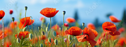 A Field of Vibrant Red Poppies Under a Summer Sky,red poppy field,red poppies in the field