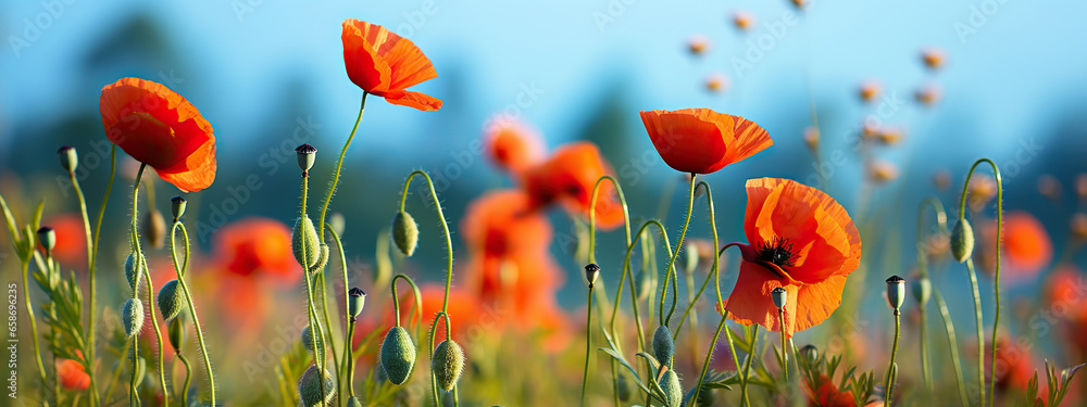 Obraz premium A Field of Vibrant Red Poppies Under a Summer Sky,red poppy field,red poppies in the field