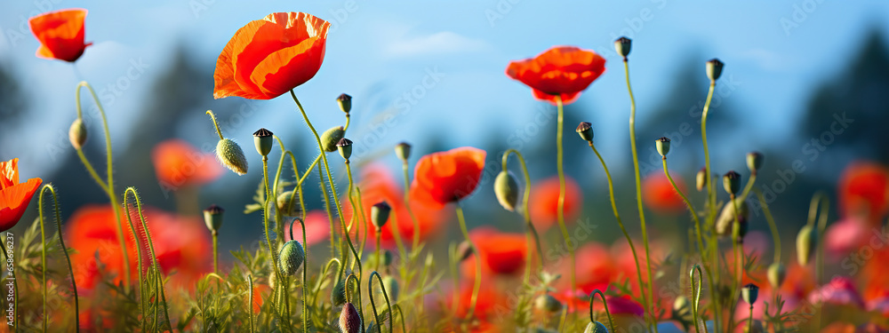 Obraz premium A Field of Vibrant Red Poppies Under a Summer Sky,red poppy field,red poppies in the field