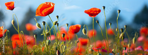 A Field of Vibrant Red Poppies Under a Summer Sky,red poppy field,red poppies in the field