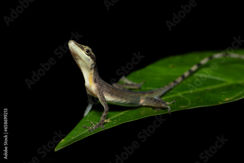 Anolis limifrons, also known commonly as the slender anole or the border anole, is a species of lizard in the family Dactyloidae. The species is native to Central America.  photo