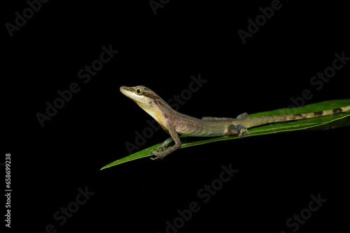 Anolis limifrons, also known commonly as the slender anole or the border anole, is a species of lizard in the family Dactyloidae. The species is native to Central America.  © Milan