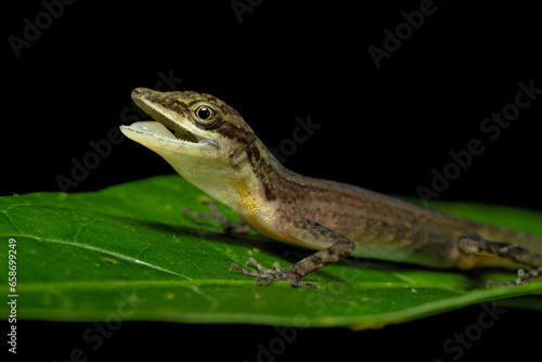 Anolis limifrons  also known commonly as the slender anole or the border anole  is a species of lizard in the family Dactyloidae. The species is native to Central America. 