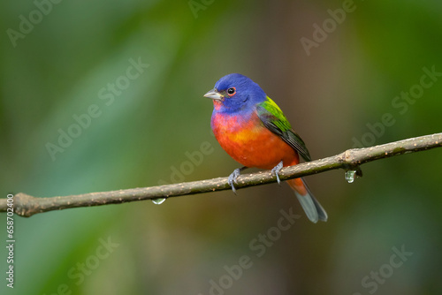 painted bunting (Passerina ciris) is a species of bird in the cardinal family, Cardinalidae. It is native to North America.
