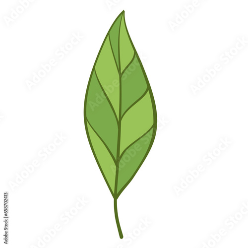 green leaf plant herb art drawn decor