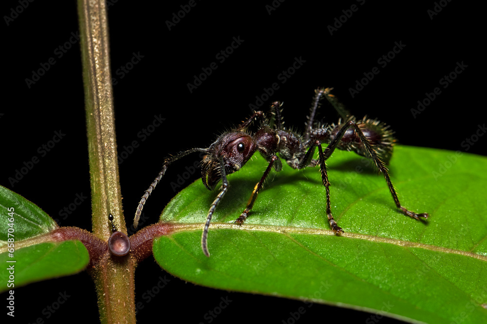 Fototapeta premium Paraponera clavata, commonly known as the bullet ant, is a species of ant named for its extremely painful sting. It inhabits humid lowland rainforests in Central and South America.