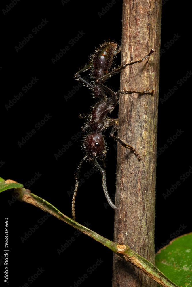 Paraponera clavata, commonly known as the bullet ant, is a species of ...