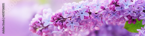 purple lavender flower