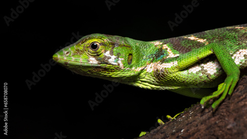 Polychrus gutturosus, also known as Berthold's bush anole or monkey tailed anole, is a species of lizard found in tropical Central and South America. 