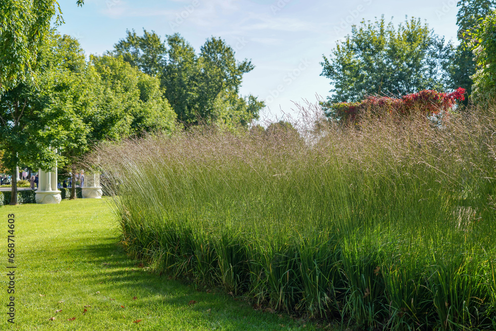 Obraz premium decorative cereals