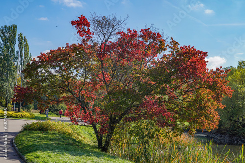 autumn trees in the park