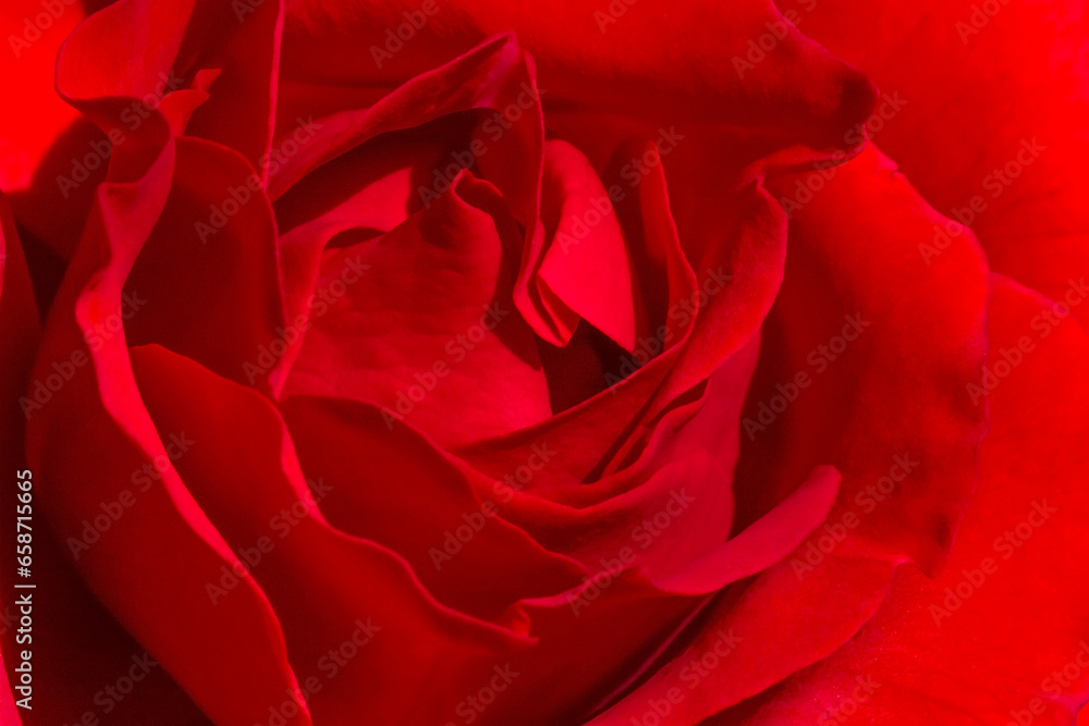 close up of red rose close up of red rose
