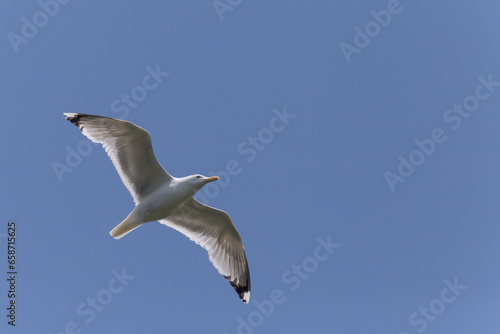 seagull flying in clear blue sky