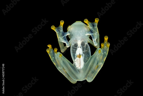 Hyalinobatrachium valerioi, sometimes known as the La Palma glass frog, is a species of frog in the family Centrolenidae. It is found in central Costa Rica and south to Panama