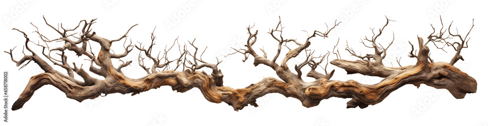 driftwood isolated on transparent background, twisted tree branch - obrazy, fototapety, plakaty 