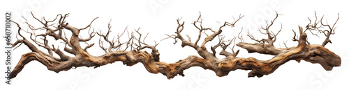 driftwood isolated on transparent background, twisted tree branch