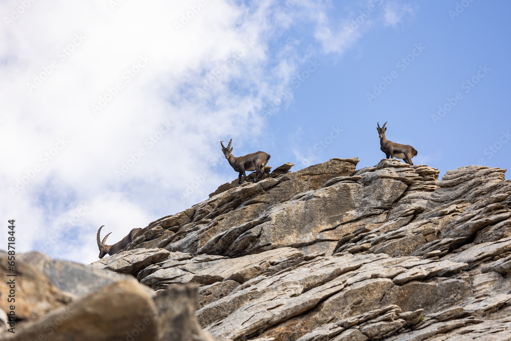 Ibex from ubaye