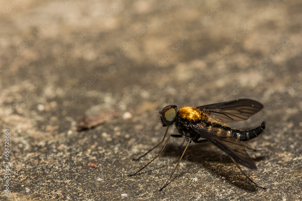 Golden-backed Snipe Fly - Chrysopilus thoracicus Golden-backed Snipe Fly - Chrysopilus thoracicus