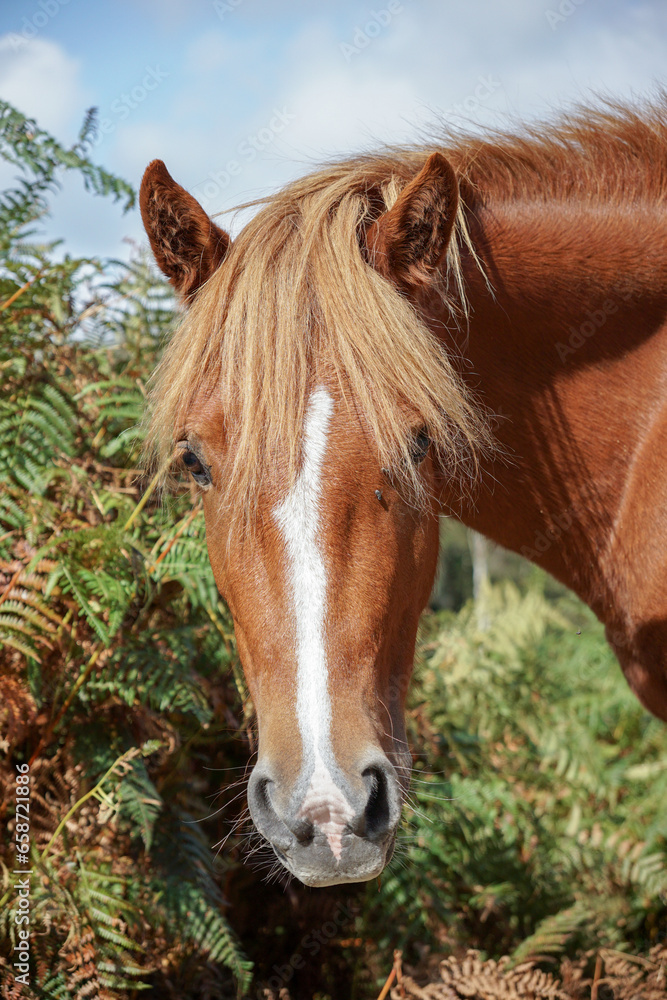 Obraz premium portrait of a horse looking at camera. brown wild horse in the New Forest National Park in Hampshire England. Curious animals