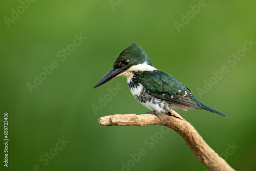 The green kingfisher (Chloroceryle americana) is a species of 