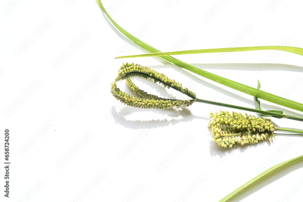 Obraz premium Eleusine coracana or finger millet. It is called Ragi and madua in India and Kodo in Nepal. It is an annual herbaceous plant. Its widely grown as a cereal crop in the in Africa and Asia.