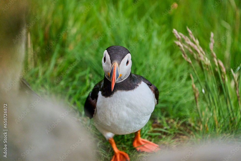 Cute and adorable Puffin, fratercula, on a cliff in Norway. Cute and adorable Puffin, fratercula, on a cliff in Norway.