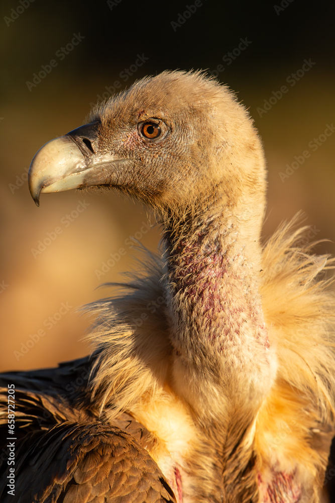 Eurasian griffon vulture (Gyps fulvus) closeup Eurasian griffon vulture (Gyps fulvus) closeup