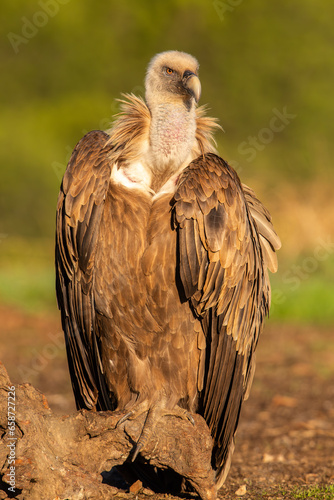  Eurasian griffon vulture (Gyps fulvus) closeup