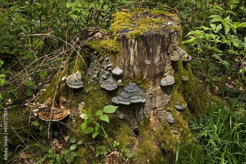 Old tree stump with bracket fungis in Czech Republic,Europe 