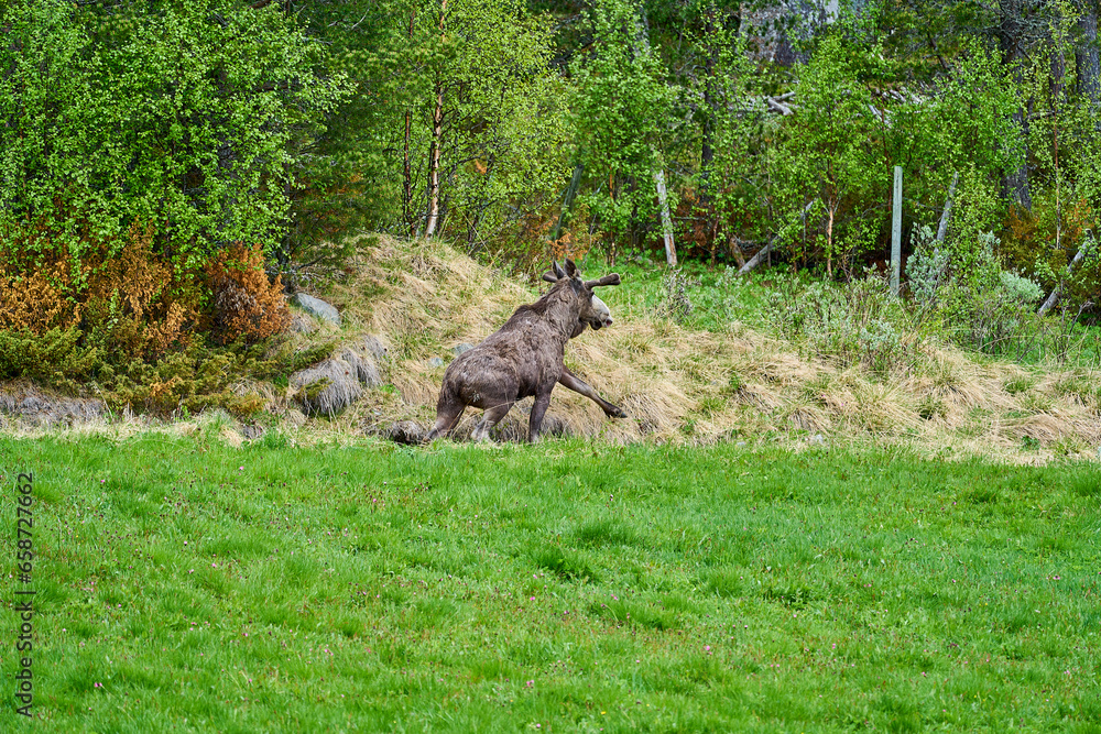 Scandinavian Moose with antlers standing on a meadow Scandinavian Moose with antlers standing on a meadow
