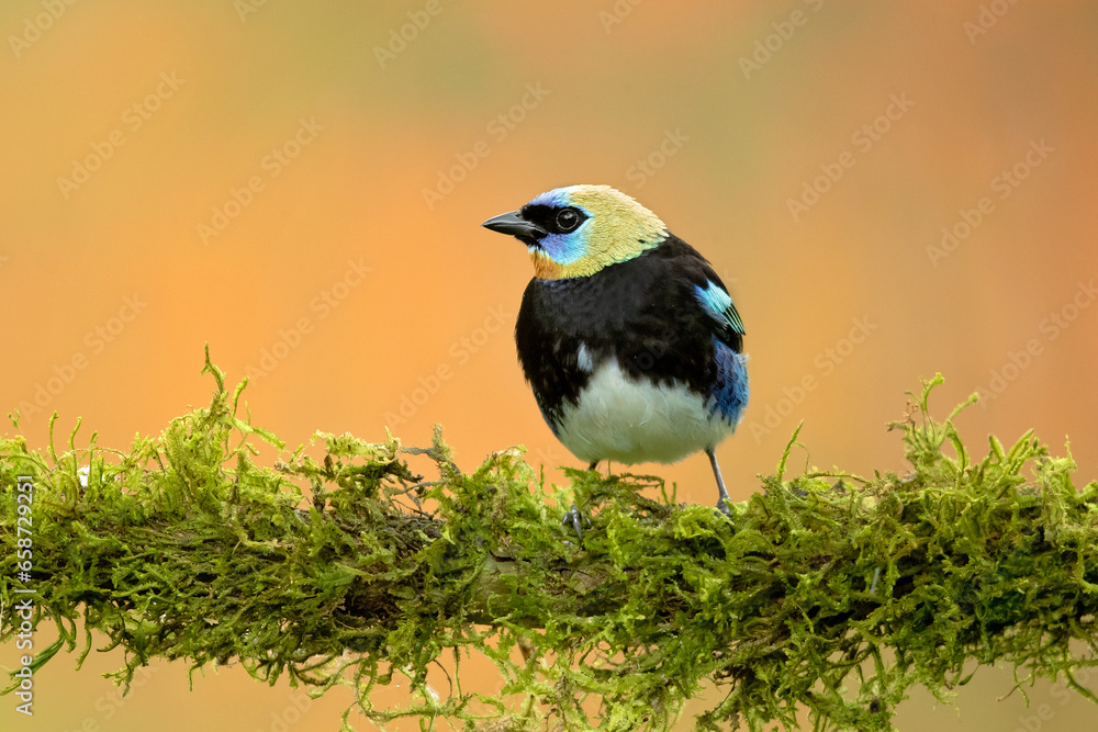 Obraz premium The golden-hooded tanager (Stilpnia larvata) is a medium-sized passerine bird. This tanager is a resident breeder from southern Mexico south to western Ecuador