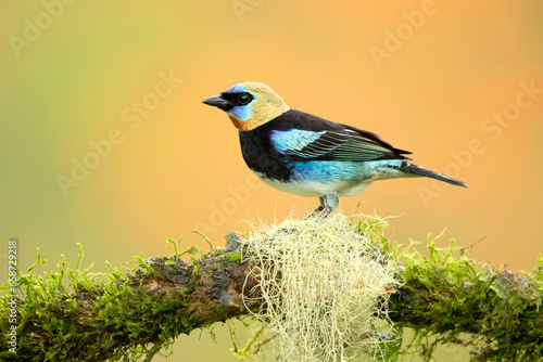 The golden-hooded tanager (Stilpnia larvata) is a medium-sized passerine bird. This tanager is a resident breeder from southern Mexico south to western Ecuador