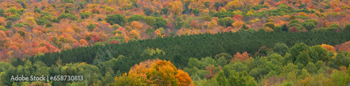 Colorful autumn trees with a row of pines on a Wisconsin hillside in October