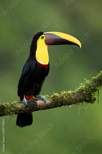 The yellow-throated toucan (Ramphastos ambiguus) is a Near Threatened species of bird in the family Ramphastidae, the toucans, toucanets, and aracaris. © Milan