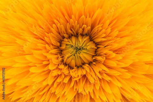 close up of yellow flower